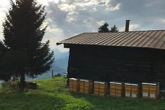 Bienenjahr '17