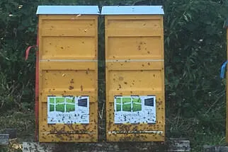 Bienenstöcke  Bild 10