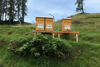 Bienenstöcke 