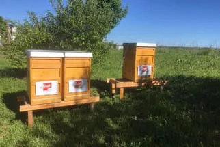 Bienenstöcke  Bild 3