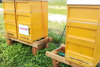 Bienenjahr '18 Bild 226