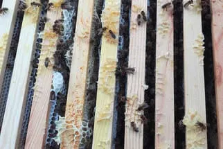 Bienenjahr '18 Bild 190