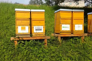 Bienenjahr '18 Bild 103