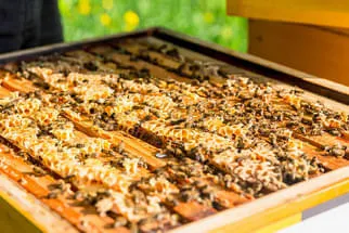 Bienenjahr '18 Bild 317