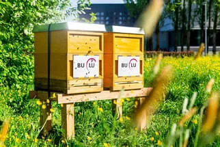Bienenjahr '18 Bild 312