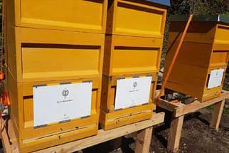 Bienenjahr '18 Bild 257