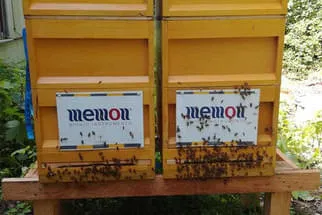 Bienenjahr '18 Bild 191