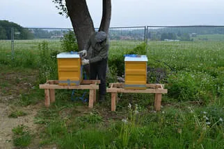 Bienenjahr '18 Bild 214