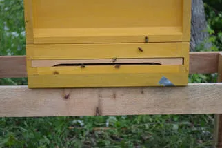 Bienenjahr '18 Bild 215