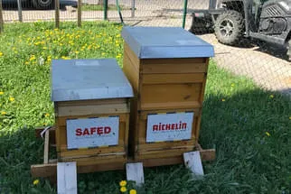 Bienenjahr '18 Bild 249