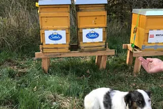 Bienenjahr '18 Bild 243