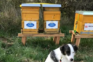 Bienenjahr '18 Bild 175