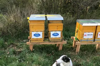 Bienenjahr '18 Bild 173