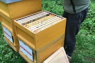 Bienenjahr '18 Bild 288