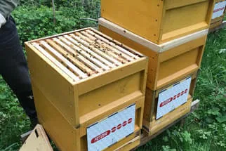 Bienenjahr '18 Bild 289