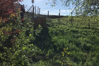 Bienenjahr '18 Bild 267