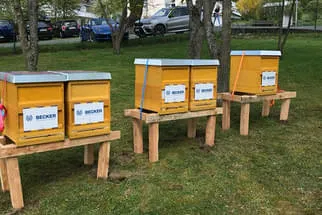 Bienenjahr '18 Bild 324