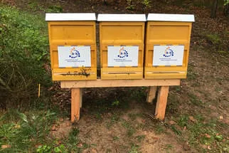 Bienenjahr '18 Bild 331