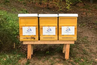 Bienenjahr '18 Bild 333