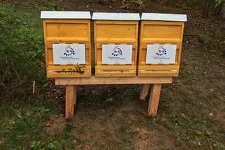 Bienenjahr '18 Bild 330