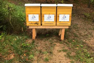 Bienenjahr '18 Bild 329