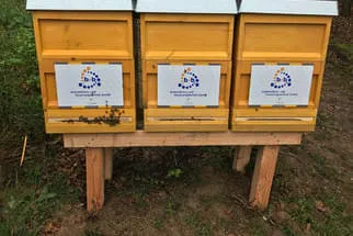 Bienenjahr '18 Bild 328