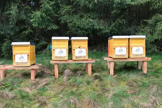 Bienenjahr '18 Bild 327