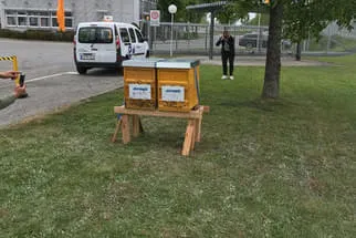 Bienenjahr '18 Bild 62