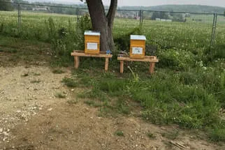 Bienenjahr '18 Bild 52