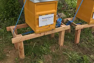 Bienenjahr '18 Bild 48