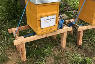 Bienenjahr '18 Bild 54