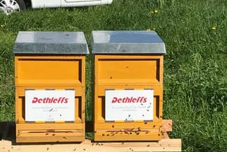 Bienenjahr '18 Bild 43