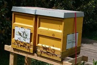 Bienenjahr '18 Bild 34