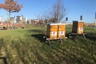 Bienenjahr '18 Bild 241