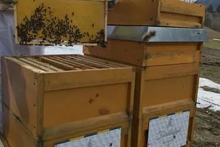 Bienenjahr '18 Bild 242