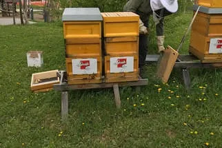 Bienenjahr '18 Bild 238