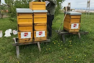 Bienenjahr '18 Bild 240
