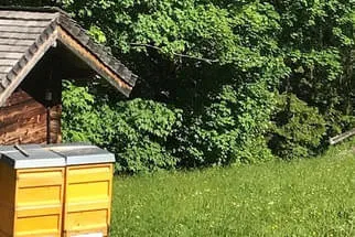 Bienenjahr '18 Bild 223