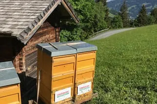 Bienenjahr '18 Bild 225