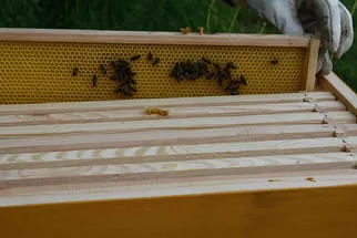 Bienenjahr '18 Bild 304