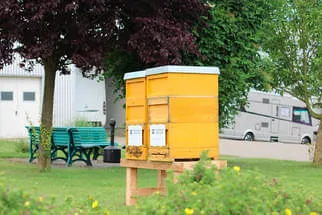 Bienenjahr '18 Bild 180