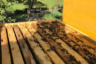 Bienenjahr '18 Bild 269