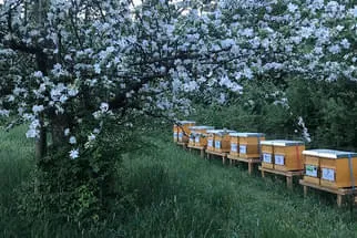 Bienenjahr '18 Bild 208