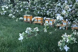 Bienenjahr '18 Bild 205