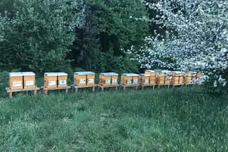 Bienenjahr '18 Bild 203