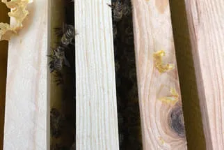 Bienenjahr '18 Bild 193