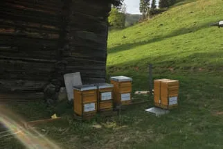 Bienenjahr '18 Bild 185