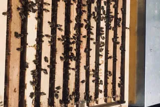 Bienenjahr '18 Bild 126