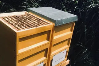 Bienenjahr '18 Bild 123