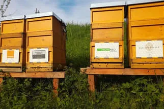 Bienenjahr '18 Bild 160